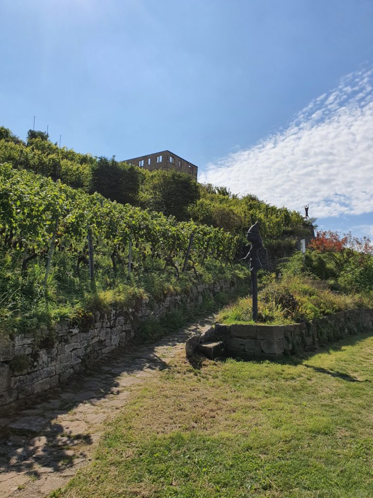 Weinwanderung von Weinstadt nach Fellbach