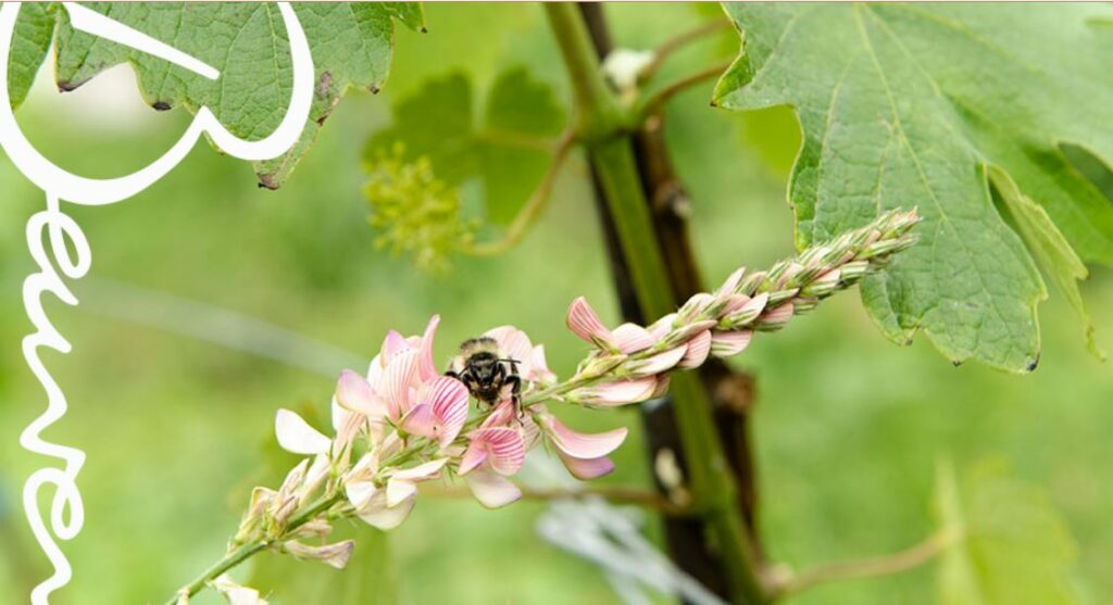 Frühlingshafte Weinwanderung