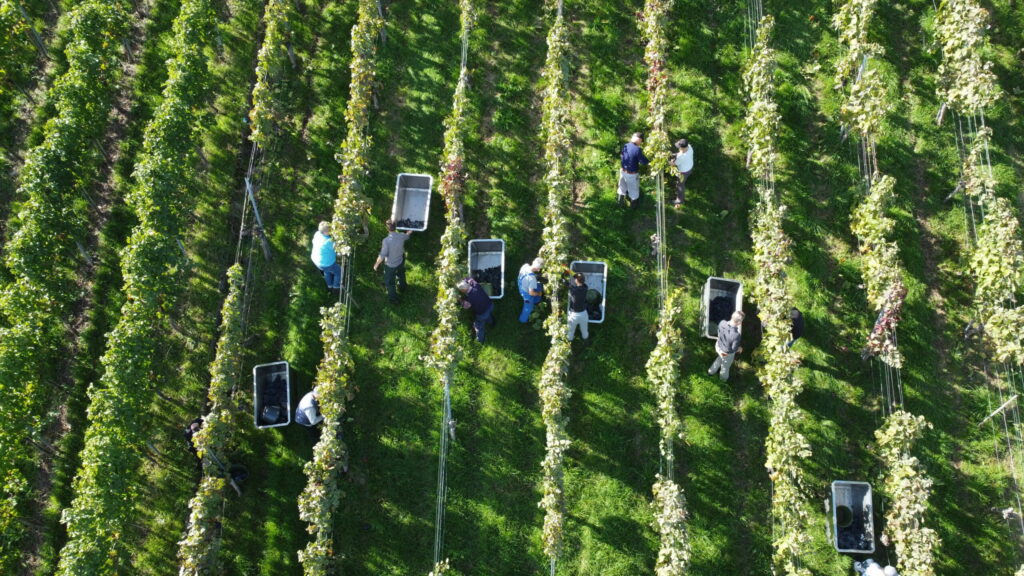 WEINGUT ZAIß – ERFAHRUNG, DIE MAN SCHMECKT!