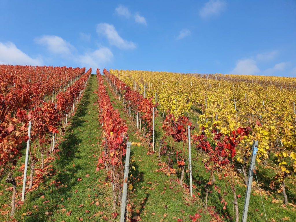 2020 ein gutes Jahr für den deutschen Wein?