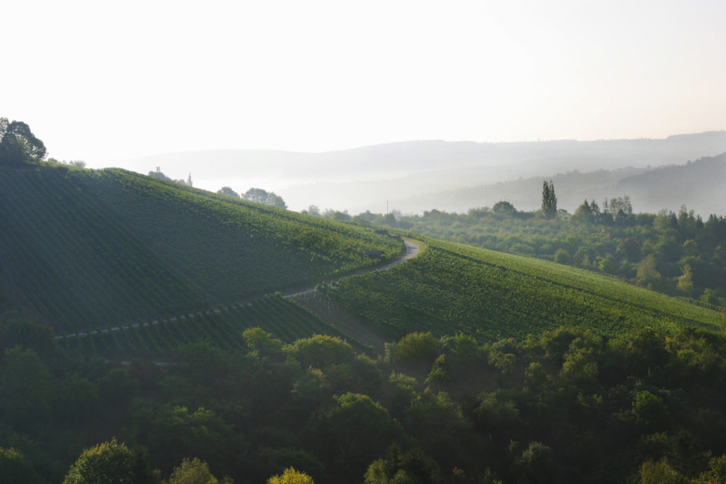 Rebenbiegen/-binden im Februar