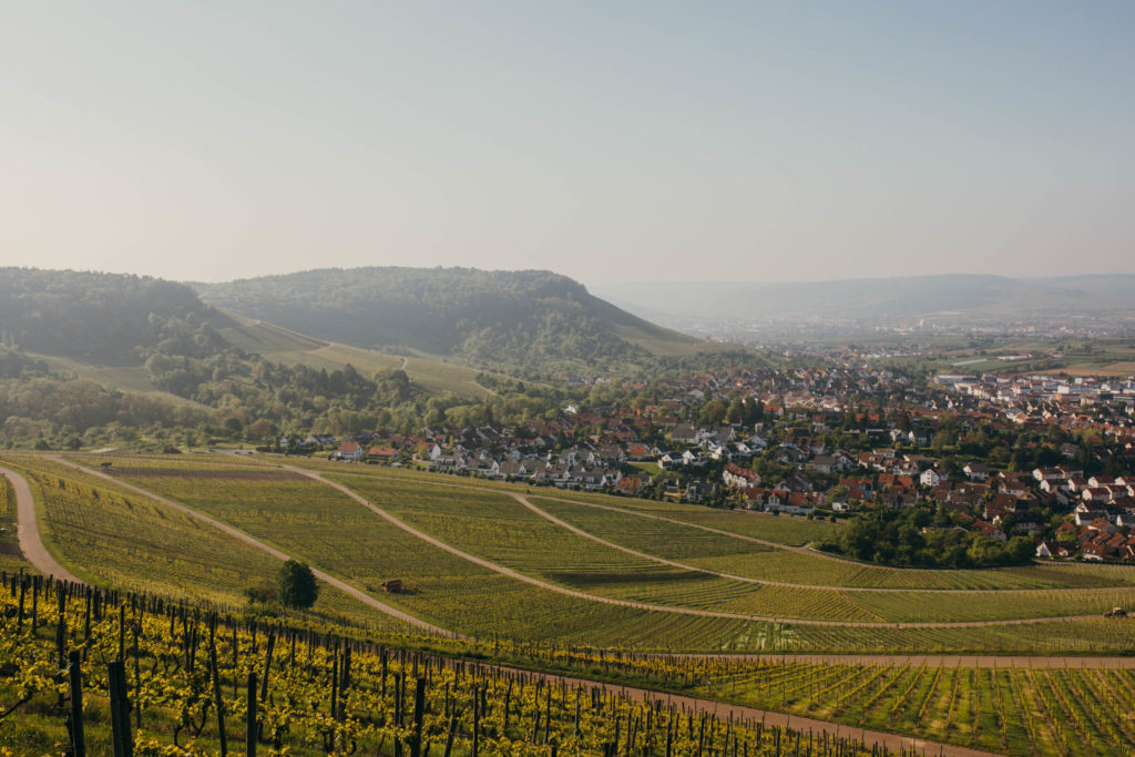 Neuanlage von jungen Weinbergen im März