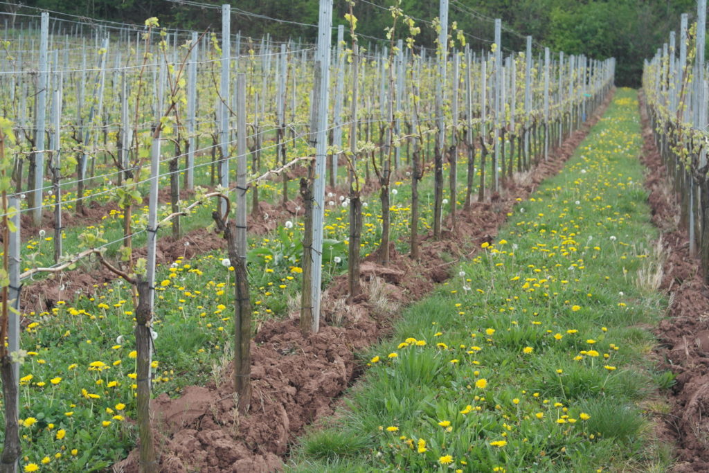 Rebenschutzmaßnahmen im April