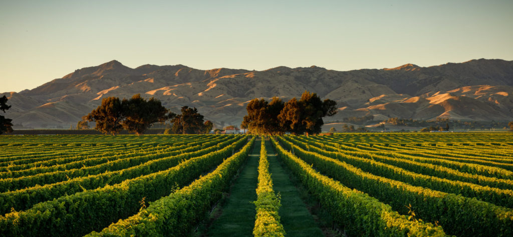 CLUB-Angebot Pazifiktropfen