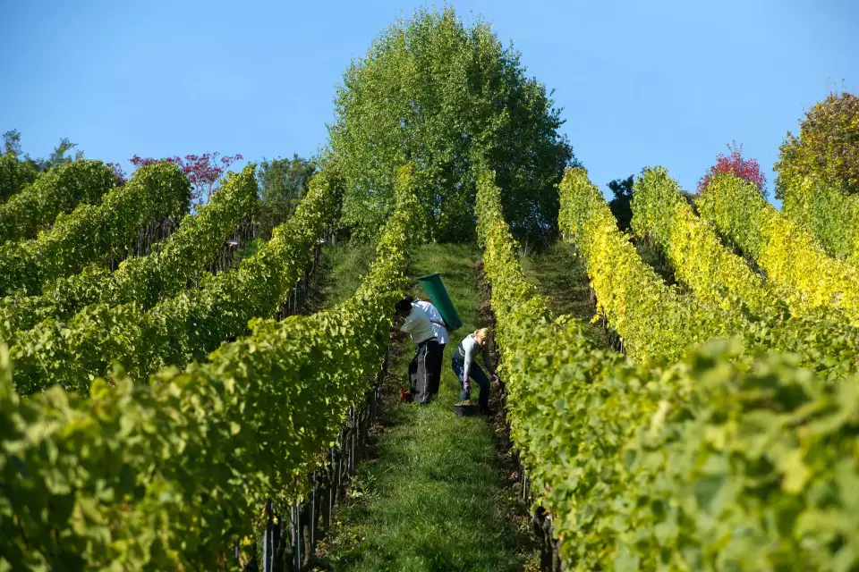 Kleine aber feine Weinernte 2024