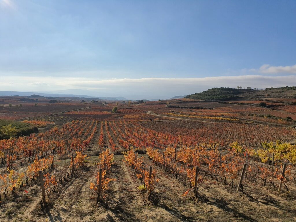 Rioja-Quickguide in vier Punkten