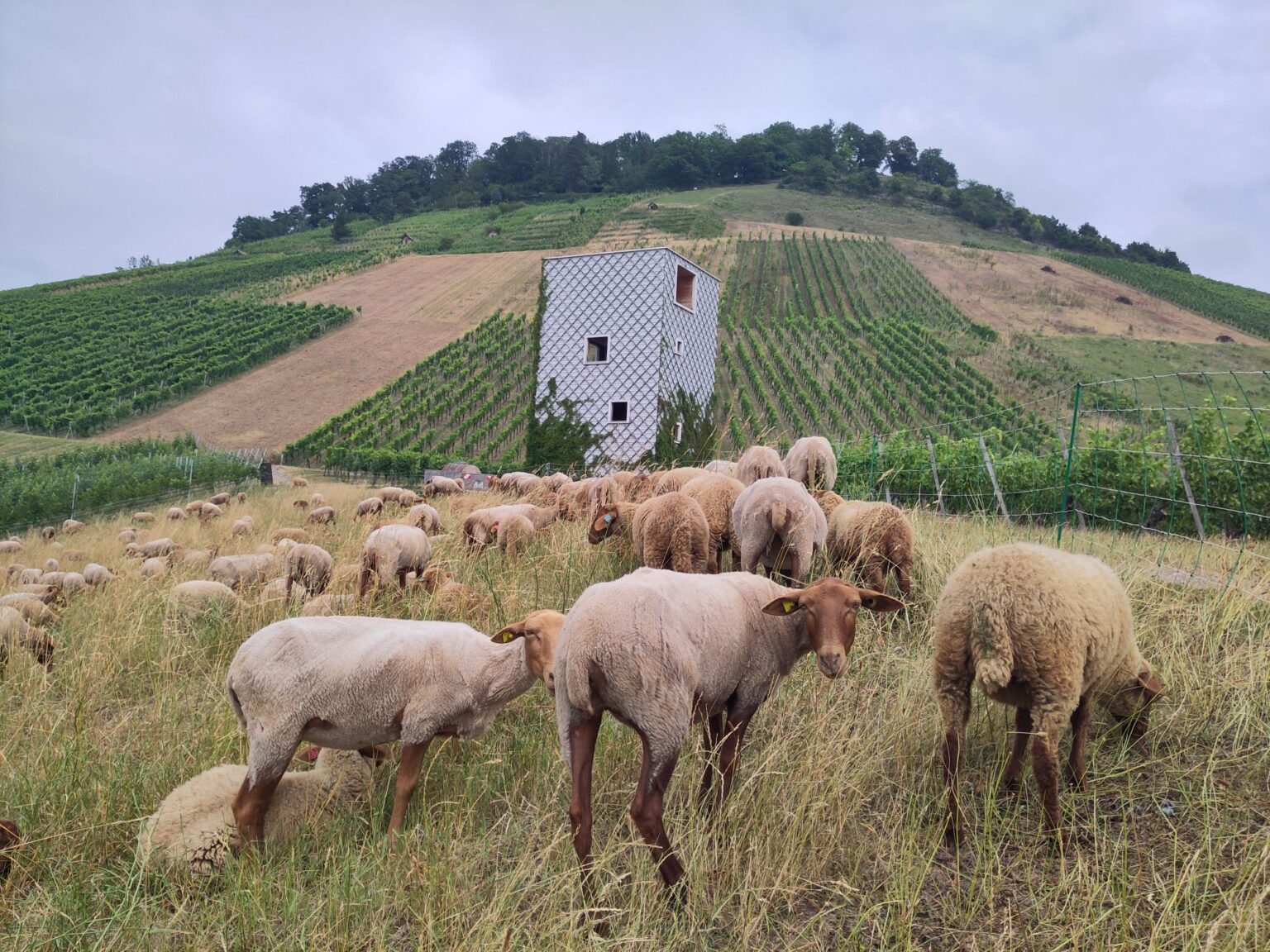 Kirbe-Attraktionen beim Weinkorb