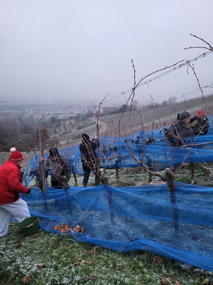 Neuigkeiten aus dem Weingut Ellwanger